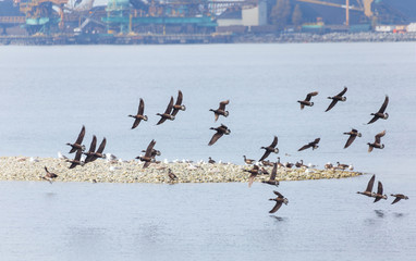 Swarm of Brant