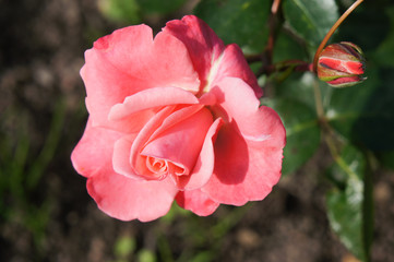 Obraz premium Garden red rose