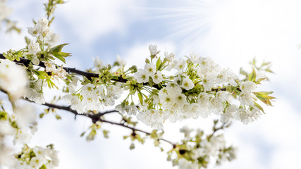Kirschblüte im Sonnenschein