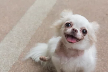 Crédence de cuisine en verre imprimé Chien chihuahua small dog happy smile