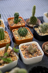 Cactus on the table2