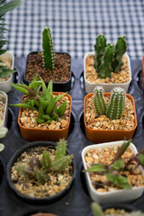 cactus for house decorate