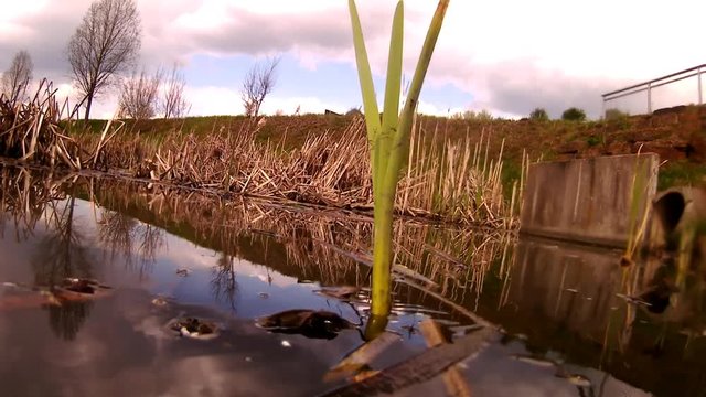 Teich mit Unterwasseraufnahme