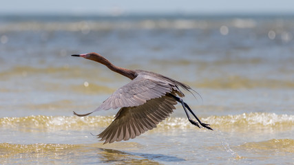 Reddish Egret Flying, San Carlos Bay, Bunche Beach Preserve, Flo