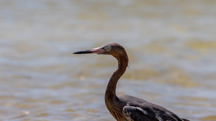 Reddish Egret, San Carlos Bay, Bunche Beach Preserve, Florida