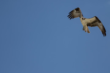 Osprey Flying, San Carlos Bay, Bunche Beach Preserve, Florida