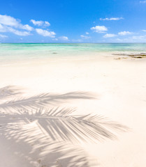 ombre de cocotier sur plage de l'île Maurice 