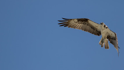 Obraz premium Osprey Flying, San Carlos Bay, Bunche Beach Preserve, Florida
