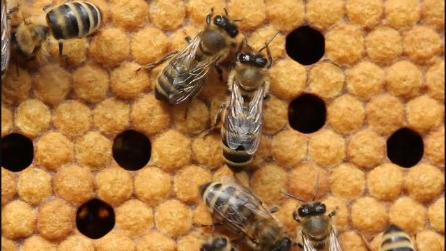 Larvae and cocoons of bees.
Bees take care of the larvae – their new generation.