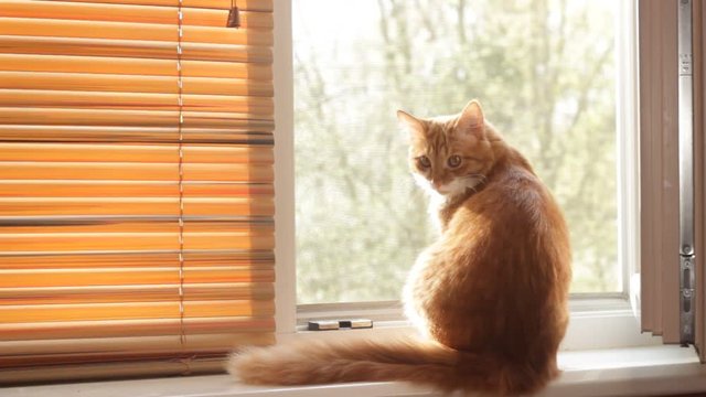 cat looking out the window