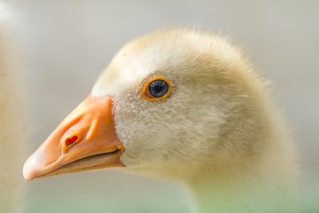 junge Hausgans / young domestic goose