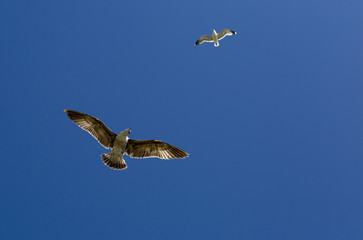 Birds during the flight. Portrait of birds flying against the blue sky. The sun illuminates the feathers of the wings. 