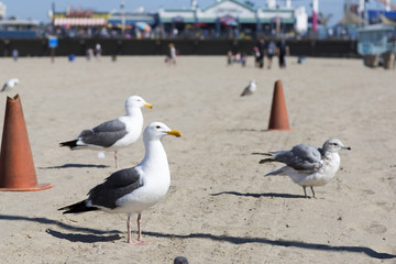 Bird stands on the shore of the Pacific ocean. Seagull on the background of a sandy beach. 