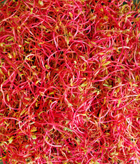 Fototapeta premium beetroot sprouts