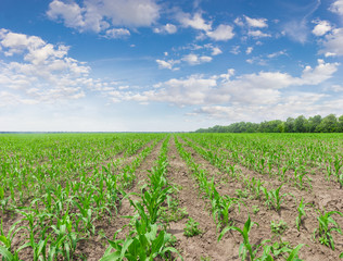 Fototapeta na wymiar Corn field with young stalks against the sky with clouds