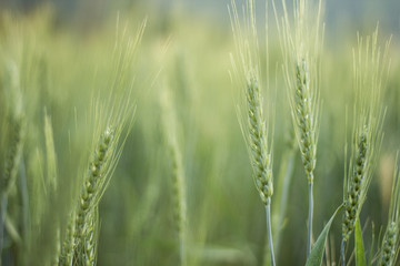 Fototapeta premium Barley rice in Chiangmai, Thailand