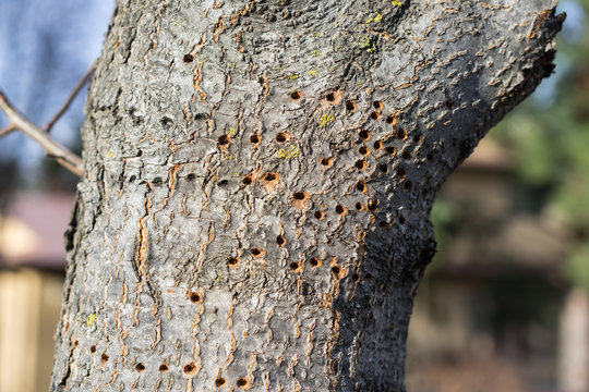Fototapeta Woodpecker tree damage