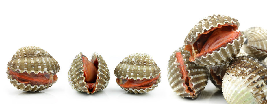 Blood cockle isolated on white background