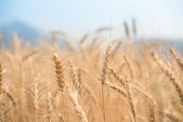 Barley rice in Chiangmai, Thailand