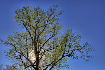 Green tree with sun lit backlight and blue sky