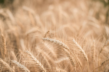 Barley rice in Chiangmai, Thailand