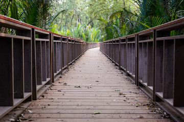 wood bridge in forest