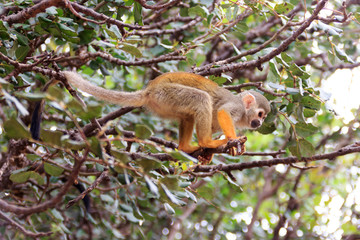 Squirrel monkey Saimiri on a tree branch in a nature reserve