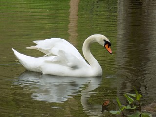 Swan on lake