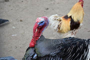  the Turkey in the poultry yard