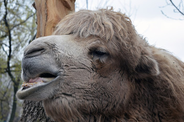  the head of the camel with open mouth