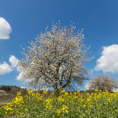 Fototapeta premium kirsch und rapsblüte