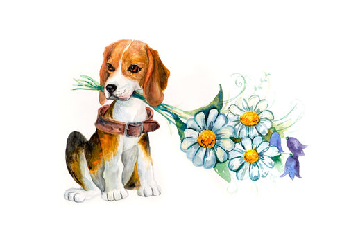 Beagle with flowers. Flower backdrop. Decoration with dog & flowers. Bouquet of  chamomile. Watercolor hand drawn illustration