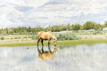 Horse near pond at India