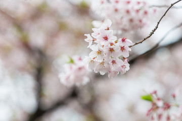 Cherry Blossom with soft focus nature background.
