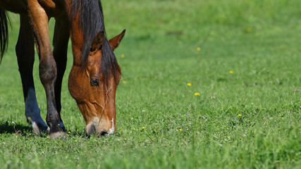 Fototapeta premium Brown horse grazing in green field with yellow dandelion flowers, nature background