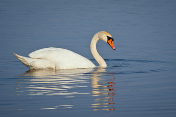 Łabędź  © Mariusz Stoszewski