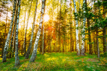 Fototapeta premium Sunshine Sunset Sunrise In Beautiful Birch Forest In Summer Seas