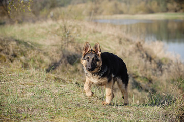 Młody owczarek niemiecki podczas zabawy nad brzegiem rzeki © serav