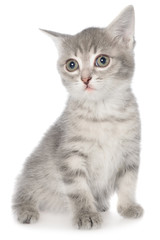 Fototapeta na wymiar British shorthair tabby kitten sitting