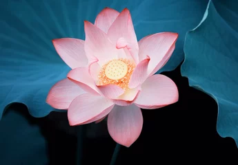 Photo sur Aluminium fleur de lotus fleur de lotus en fleurs