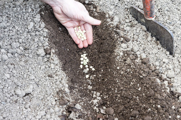 man who sowed in the ground hoed