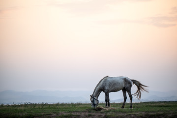 Fototapeta premium Grazing horse on sunset