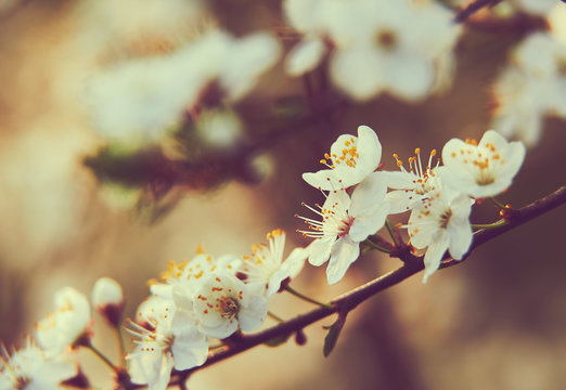 Fototapeta Kwiaty śliwki na gałązkach drzewa
