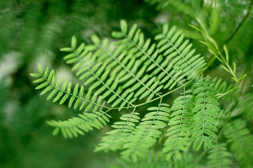 Macro green leaf acacia in nature