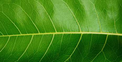 close up green leaf texture