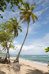 Sand Strand auf der Karibik Insel Dominika auf den kleinen Antillen mit Meer und Palmen als Hintergrund.