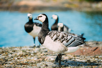 Barnacle Goose, Branta Leucopsis, Feral Goose On Rock