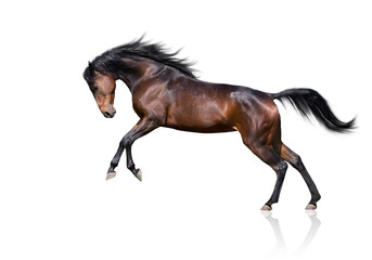 isolate of the brown horse jumping on the white background