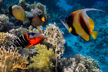 Panele Szklane Podświetlane  Kolorowy podwodny krajobraz rafy z rybami i koralami
