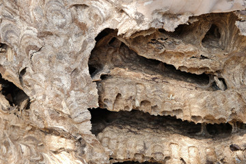 abandoned hornet or wasp lair